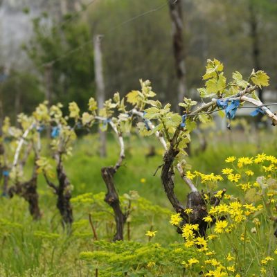 vineyard-mecedonia
